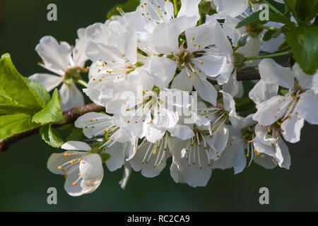 Blumen der Pflaume (Prunus domestica) im Frühjahr Stockfoto