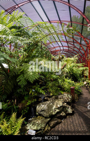 Sydney Fernery Gewachshaus Royal Botanic Gardens Sydney Nsw