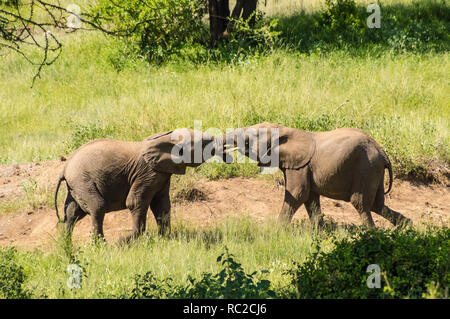 Zwei Elefanten spielen mit ihren Hörnern Gesicht in Samburu Park im Zentrum von Kenia zu Gesicht Stockfoto