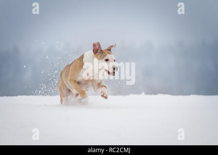 Gesunde Bulldog läuft an einem Wintertag mit viel Schnee Stockfoto