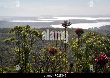 Gymea Lilien und Ansicht von Gan Gan Ausblick über Nelson Bay und Port Stephens in der Hunter Region NSW nördlich von Newcastle, NSW, Australien Stockfoto