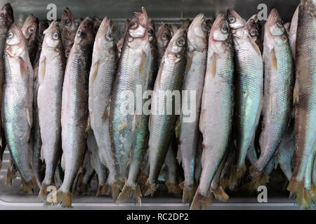 Eingestellt von gefrorenem Fisch roch mit silbernen Schuppen im Gefrierschrank bei Seafood Market. Close-up flache Ansicht. Konzept: gesunde Ernährung, lecker, Seafood Market, Asien Stockfoto