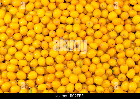 Hintergrund der frischen Sanddornbeeren. Stockfoto