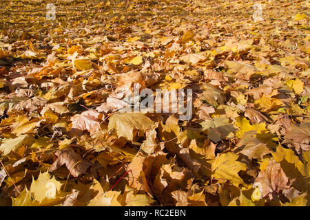 Goldene Ahornblätter im Herbst Park. Saisonale Bild. Stockfoto