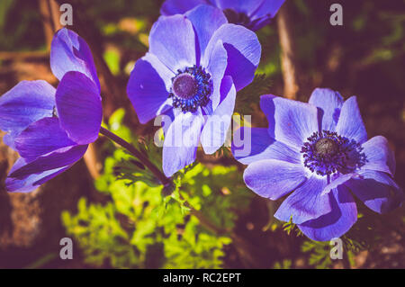 Lila Anemone coronaria, die Poppy Anemone, Spanisch Ringelblume oder Cuneata wild wachsen im nördlichen Frankreich. Stockfoto