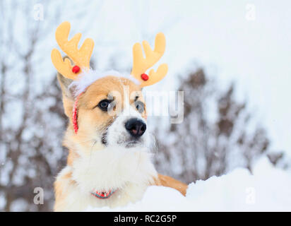 Lustige kleine rote Welpen eines corgi Hund sitzt im Winter Park im Schnee in weiche Weihnachten Rentier verkleidet Stockfoto