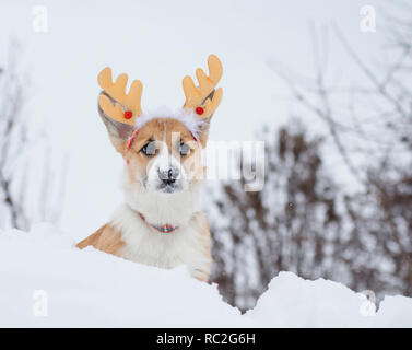 Lustige kleine Rot corgi Welpen sitzt in Winter Park im Schnee mit Weihnachten Rentier Stockfoto