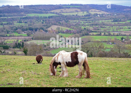 Eine Rasse von kleinen Pferd, vermutlich ein gypsy Horse, frisst Gras in einem Hang Feld in die North Downs, in der Nähe der Shoreham. Ein schwarzes Schaf weidet außerhalb der Hors Stockfoto