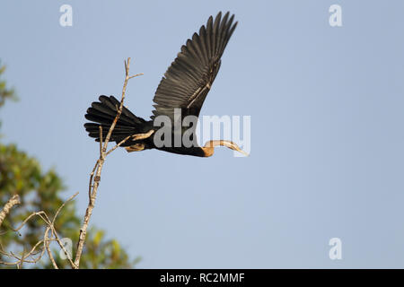 Afrikanische Darter - ausziehen Anhinga Rufa, Gambia, Westafrika BI 025015 Stockfoto