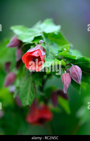 Abutilon Flower Red Kaiser, abutilons, chinesische Laterne Baum