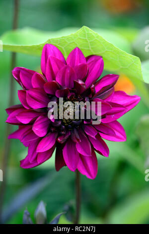 Dahlia's Engelhardt Matador, Lila Rosa Blumen, Blüte, mehrjährig, vibrant Pink, dekorative Dahlie, RM Floral Stockfoto