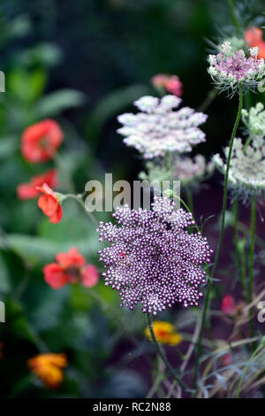 Daucus carota Lila Küsse, umbellifer, False Queen Anne's Lace Wilde Möhre, Blume, Blumen, Blüte, RM Floral Stockfoto