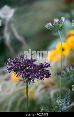 Daucus carota Lila Küsse, umbellifer, False Queen Anne's Lace Wilde Möhre, Blume, Blumen, Blüte, RM Floral Stockfoto