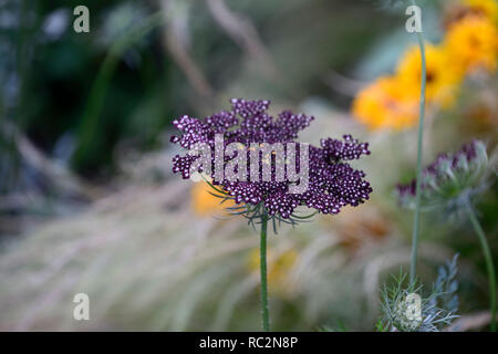 Daucus carota Lila Küsse, umbellifer, False Queen Anne's Lace Wilde Möhre, Blume, Blumen, Blüte, RM Floral Stockfoto