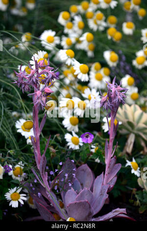 Echeveria Cheyenne, saftig, Sukkulenten, Mix, Gemischt, Display, Garten, RM Floral Stockfoto