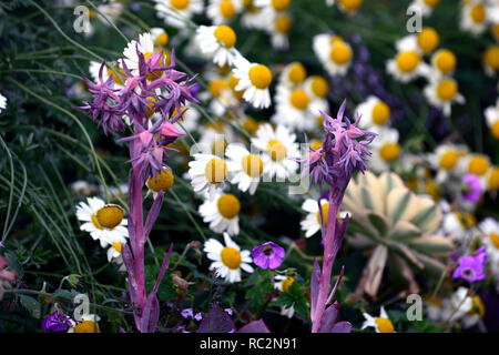 Echeveria Cheyenne, saftig, Sukkulenten, Mix, Gemischt, Display, Garten, RM Floral Stockfoto