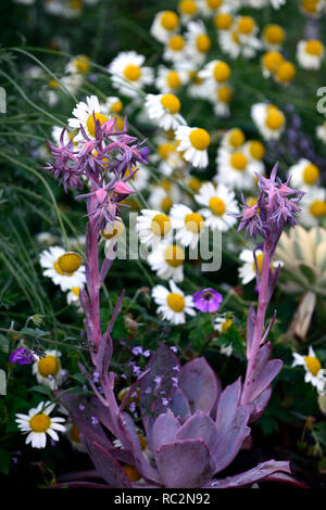 Echeveria Cheyenne, saftig, Sukkulenten, Mix, Gemischt, Display, Garten, RM Floral Stockfoto