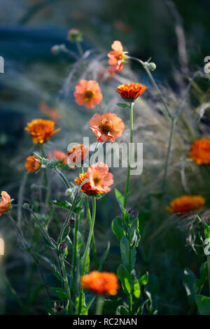 Geum Princess Juliana, syn Prinses Juliana, orange Blumen, Stiele, Türme, Mix, Gemischt, Kombination, RM Floral Stockfoto