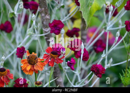 Helenium Moerheim Beauty, Lupinus coronaria Gärtner' Welt, Rose campion, Sneezeweed, orange rot lila Blumen, Kombination, Blume, Blüte, mehrjährig, Stockfoto