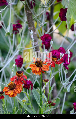 Helenium Moerheim Beauty, Lupinus coronaria Gärtner' Welt, Rose campion, Sneezeweed, orange rot lila Blumen, Kombination, Blume, Blüte, mehrjährig, Stockfoto