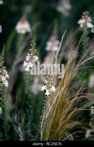 Linaria wählen Park, Toadflax, mauve rosa Blumen, Stiele, Türme, snapdragon, RM Floral Stockfoto