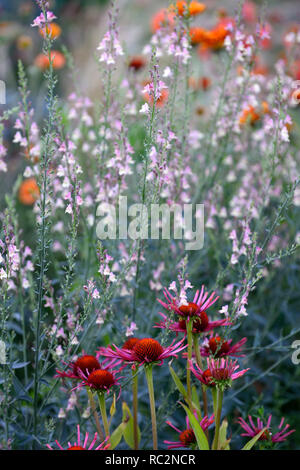 Echinacea purpurea Vintage Wein, Kornrade, rötlich-violetten Blüten, inulanthera calva, Linaria wählen Park, Toadflax, mauve rosa Blumen, Stiele, spir Stockfoto