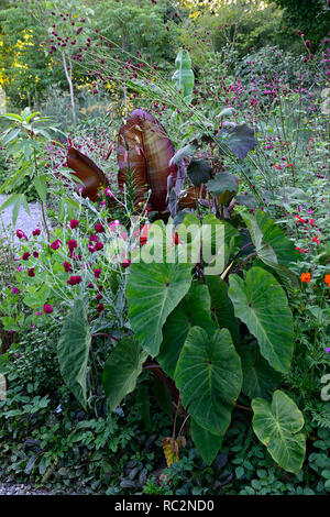 Lupinus coronaria Gärtner' Welt,, colocasia rosa China, senecio cristobalensis, sanguisorba, Lilium red velvet, Laub, tropischen, exotischen Grenze, Bett, Werk Stockfoto