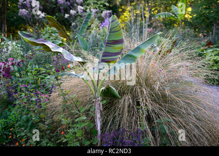 Musa sikkimensis Bengal Tiger, Chionochloa rubra, Bengal Tiger Sikkim Banana, tropisch, exotisch, Bett, Grenze, Garten, RM Floral Stockfoto