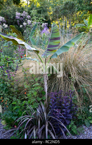 Musa sikkimensis Bengal Tiger, Chionochloa rubra, Bengal Tiger Sikkim Banana, tropisch, exotisch, Bett, Grenze, Garten, RM Floral Stockfoto