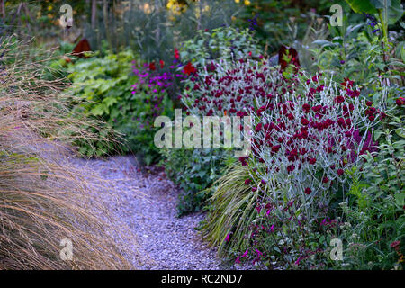 Lupinus coronaria Gärtner Welt, Rose campion, Laub, tropischen, exotischen Grenze, Bett, Bepflanzung, Mix, Gemischt, Kombination, RM Floral Stockfoto