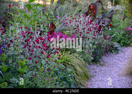 Lupinus coronaria Gärtner Welt, Rose campion, Laub, tropischen, exotischen Grenze, Bett, Bepflanzung, Mix, Gemischt, Kombination, RM Floral Stockfoto