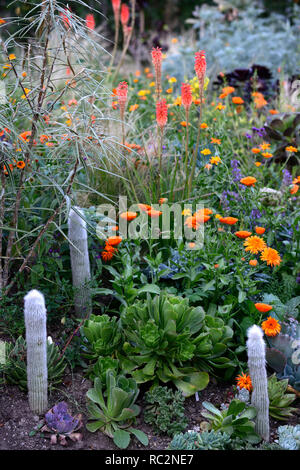 Kniphofia echo Rojo, geum totally Tangerine, Linaria wählen Park, Calendula indischen Prinzen, Aeonium, Sukkulenten, Salvia, orange Blumen, blühenden Kombination, m Stockfoto