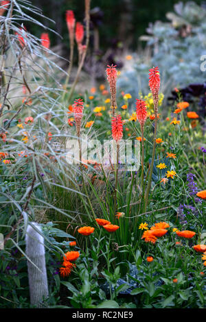 Kniphofia echo Rojo, geum totally Tangerine, Linaria wählen Park, Calendula indischen Prinzen, Aeonium, Sukkulenten, Salvia, orange Blumen, blühenden Kombination, m Stockfoto