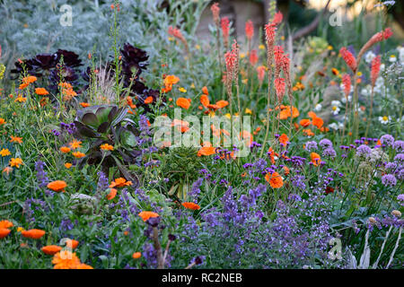 Kniphofia echo Rojo, geum totally Tangerine, Linaria wählen Park, Calendula indischen Prinzen, Aeonium, Sukkulenten, Salvia, orange Blumen, blühenden Kombination, m Stockfoto