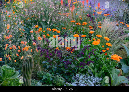 Kniphofia echo Rojo, geum totally Tangerine, Linaria wählen Park, Calendula indischen Prinzen, Kaktus, Kakteen, Sukkulenten, Salvia, orange Blumen, Blüte Kombi Stockfoto