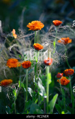 Calendula officinalis indischen Prinzen, Ringelblume, Ringelblumen, orange Blumen, Blüte, Jahrbücher, jährliche Blumen, RM Floral Stockfoto