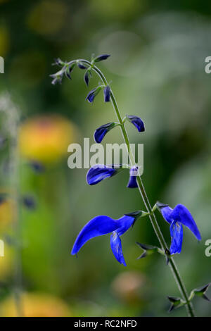 Salvia patens Guanajuato, Enzian, Salbei, salvias, intensiv blaue Blumen, Blüte, mehrjährig, RM Floral Stockfoto