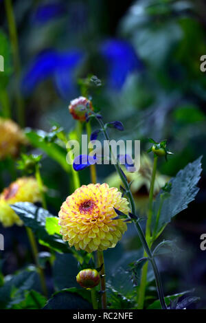 Dahlie Sunny Boy, gelbe Blumen, Kugel, Ball Dahlie Dahlien, Salvia patens Guanajuato, Enzian, Salbei, salvias, intensiv blaue Blumen, Blüte, mehrjährig, RM Flo Stockfoto