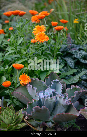 Echeveria Coral Red Reef, Calendula officinalis indischen Prinzen, Ringelblume, Ringelblumen, orange Blumen, Blüte, Jahrbücher, jährliche Blumen, exotische Bepflanzung Stockfoto