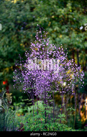 Thalictrum Elin, hohe Wiese rue, Lacy blau-grüne Laub, violett, lila Blumen, Blüte, RM floral Stockfoto