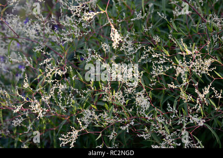 Persicaria campanulata, rot, rote Stiele, blühende, mehrjährig, weiße Blumen, kleiner Knöterich, Sommer, RM floral Stockfoto