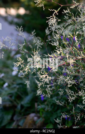 Persicaria campanulata, rot, rote Stiele, blühende, mehrjährig, weiße Blumen, kleiner Knöterich, Sommer, RM floral Stockfoto