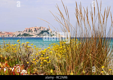 Um Korsika - eine Auswahl von Pflanzen, die wild auf der Rückseite der Strand in Calvi wachsen Stockfoto