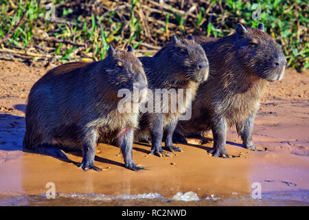 Wasserschwein, das größte Nagetier der Welt, Pantanal von Mato Grosso, Brasilien Stockfoto