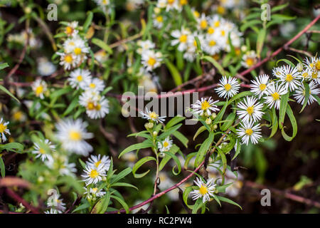 'Die alte Heimat' - Döllersheim, Waldviertel. Die Ausbildung Bereich Allentsteig unter Adolf Hitler erbaut wurde. 1938-1940 Alle 40 Dörfer wurden umgesiedelt. Stockfoto