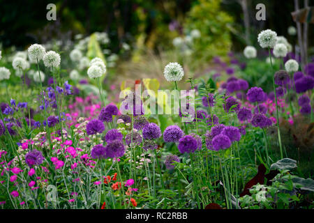 Allium Purple Sensation, Allium Mount Everest, Lupinus coronaria Hügel, rosa weiß lila Blüten, Blütezeit, Mix, Gemischt, Kombination, Bett, Grenze, Werk Stockfoto