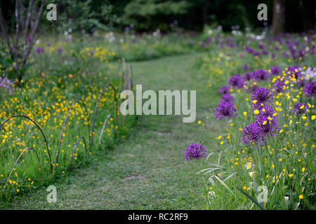 Allium Purple Regen, Schmetterlinge, Wildblumenwiese, gelb weiß lila Blumen, Blüte, Mischung, gemischt, Kombination, Bett, Grenze, Pflanzschema, RM floral, Stockfoto