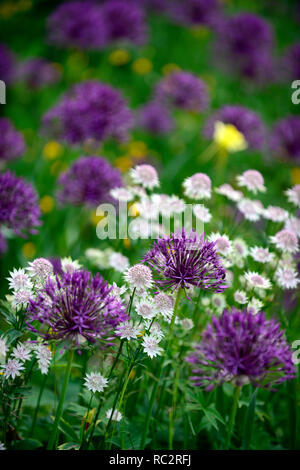 Astrantia Bo Ann, Allium Purple Rain, Ranunkeln, Wildflower Meadow, gelb weiss lila Blüten, Blütezeit, Mix, Gemischt, Kombination, Bett, Grenze, Pflanzung schem Stockfoto