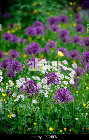 Astrantia Bo Ann, Allium Purple Rain, Ranunkeln, Wildflower Meadow, gelb weiss lila Blüten, Blütezeit, Mix, Gemischt, Kombination, Bett, Grenze, Pflanzung schem Stockfoto