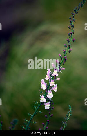 Linaria wählen Park, Toadflax, Lila Lila Blumen, Stiele, Türme, snapdragon, RM Floral Stockfoto